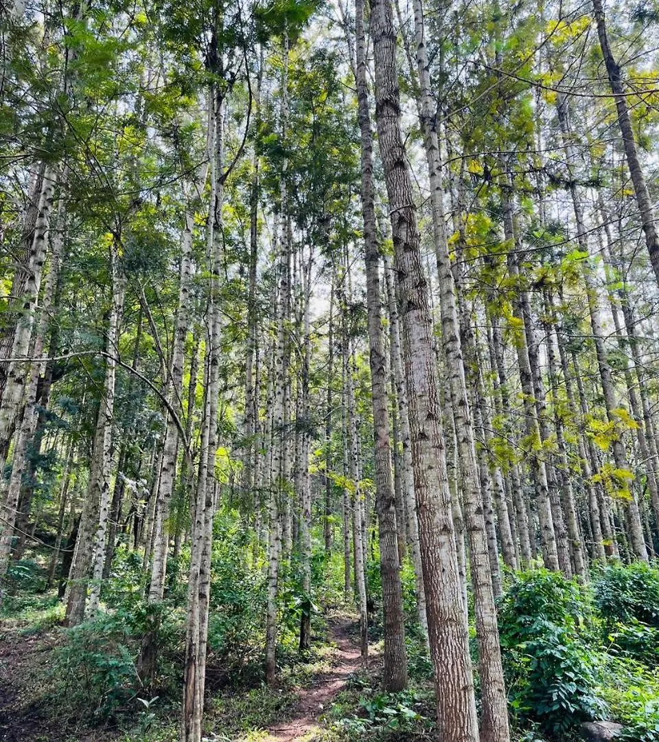 Bed and Breakfast Beyond Bodhi, A Forest Retreat Kanthalloor