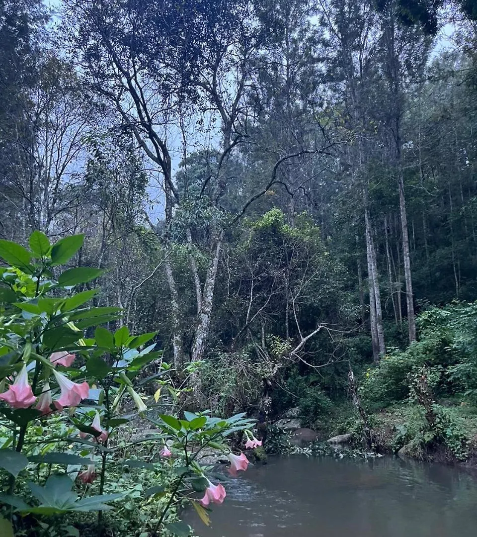 Beyond Bodhi, A Forest Retreat Bed and Breakfast Kanthalloor 0*,  India