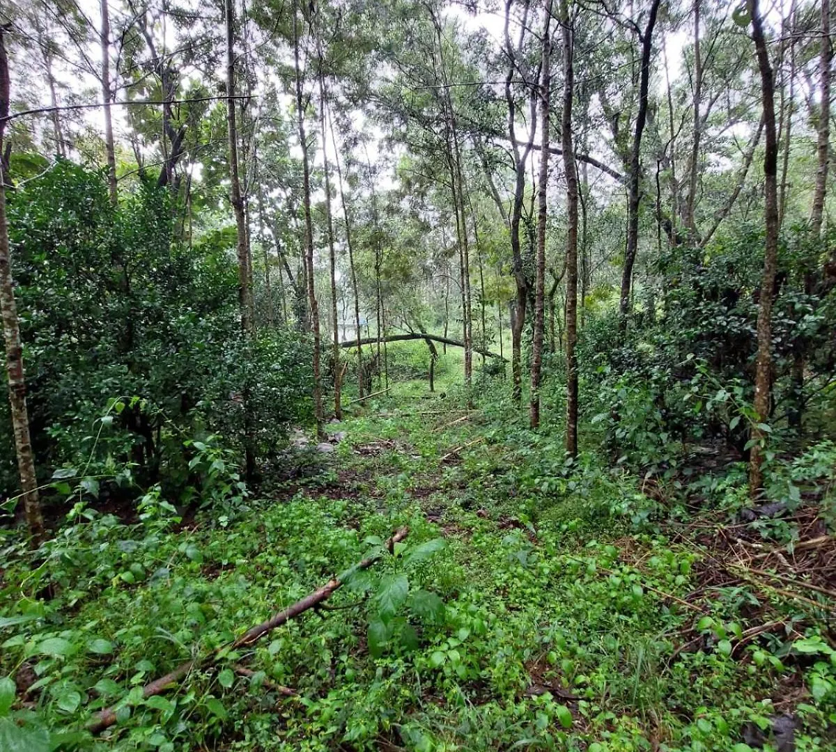 Beyond Bodhi, A Forest Retreat Bed and Breakfast Kanthalloor India